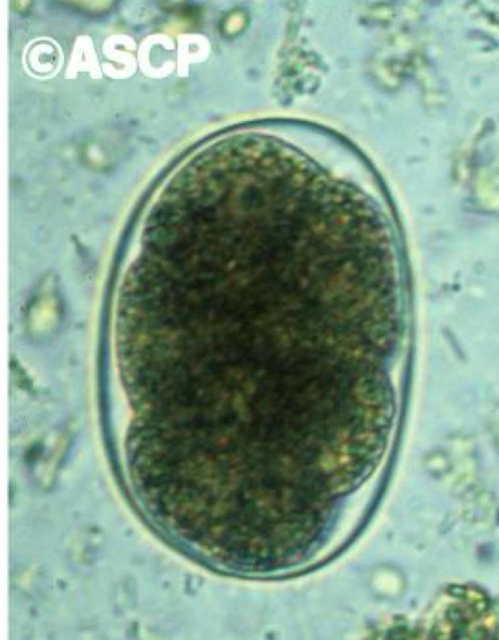<ul><li><p>oval, thin shell </p></li><li><p>difficult to identify spp. </p></li></ul><p></p>