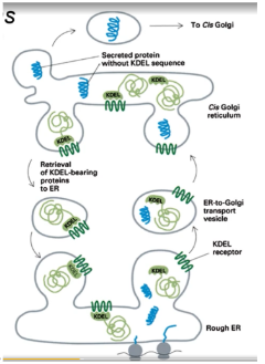 <p>a molecular tag, typically a short amino acid sequence, that directs proteins to remain in the ER instead of continuing through the secretory pathway. The most common signals are the KDEL sequence for soluble proteins and the KKXX sequence for transmembrane proteins</p>