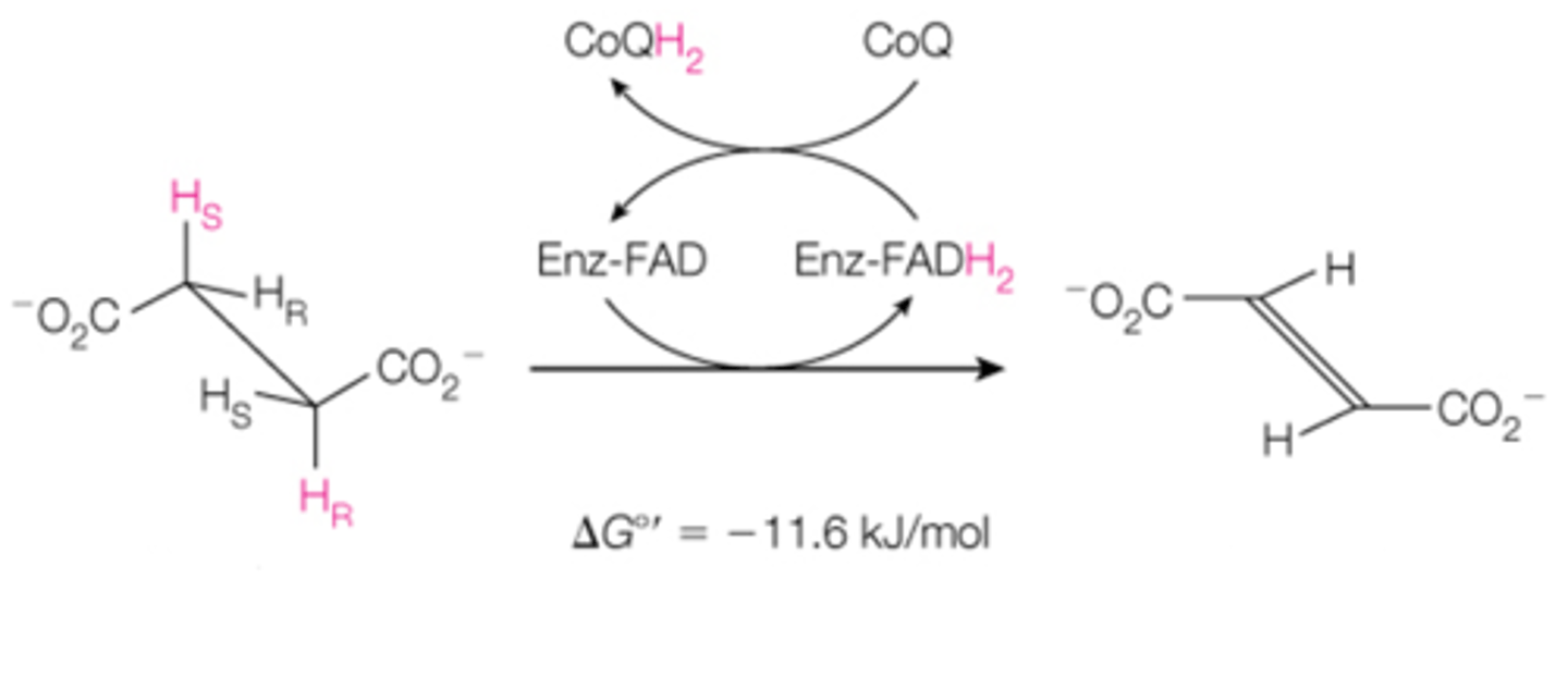 <p>step 6 is the _______ reaction, where ______ is converted to _______ by using _______ as an electron acceptor.</p>