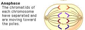 <ol><li><p><span>Centromeres split, chromatids separate</span></p></li><li><p><span>Sister chromatids are pulled to opposite ends of the cell by the kinetochore fibers contracting</span></p><ol><li><p><span>Resulting in a V-shape</span></p></li><li><p><span>Shortest stage of mitosis</span></p></li></ol></li></ol><p></p>