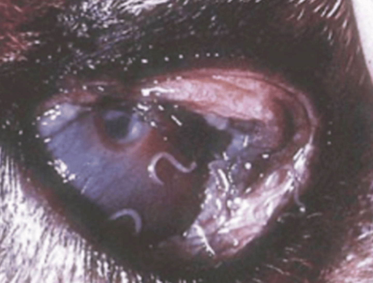 <p>what disease does this dog have? what parasite has infected it?</p>