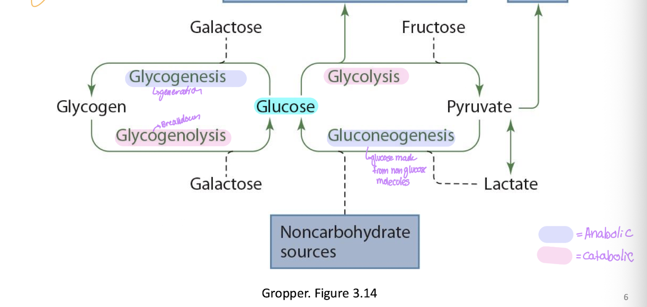 <ul><li><p>Glucose → glycolysis + fructose → pyruvate →&nbsp;</p><ul><li><p>TCA cycle&nbsp;</p></li><li><p>Lactate&nbsp;</p></li><li><p>+ non carbs → Gluconeogenesis&nbsp;</p></li></ul></li><li><p>Glucose + galactose → Glycogenesis → glycogen → glycogenolysis +galactose →glucose&nbsp;</p></li></ul><p></p>