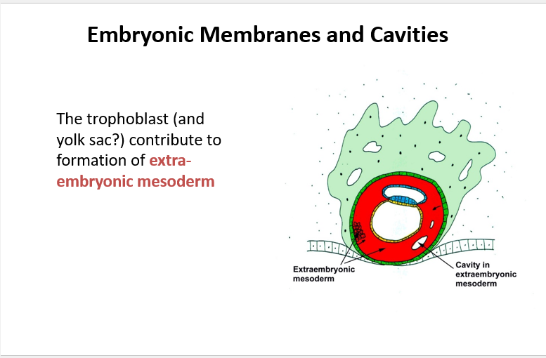 <p><mark data-color="purple">Embryonic Membranes and Cavities</mark></p><p>Can you provide labels, descriptions, and an explanation of the elements within this diagram, detailing what it represents or illustrates?</p><p><mark data-color="green">Lecture Slide 7</mark></p>