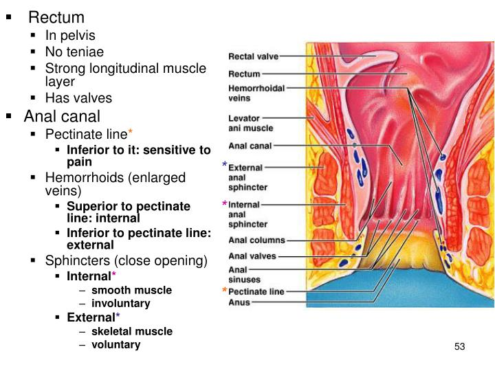 <p>A. cutaneous portion of anal canal</p><p><strong>lymphatic drainage of the anal canal</strong> differs based on the location relative to the <strong>pectinate (dentate) line</strong>:</p><ul><li><p class=""><strong>Below the pectinate line (cutaneous portion of anal canal):</strong> drains to the <strong>superficial inguinal lymph nodes</strong>.</p></li><li><p class=""><strong>Above the pectinate line (mucosal portion and proximal rectum):</strong> drains mainly to <strong>internal iliac and sacral lymph nodes</strong>.</p></li></ul><p class="">only the <strong>superficial inguinal nodes</strong> contained cancer, the tumor is most likely in the <strong>cutaneous portion (below the pectinate line)</strong> of the anal canal.</p>
