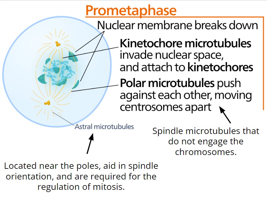 <p>Prometaphase </p>