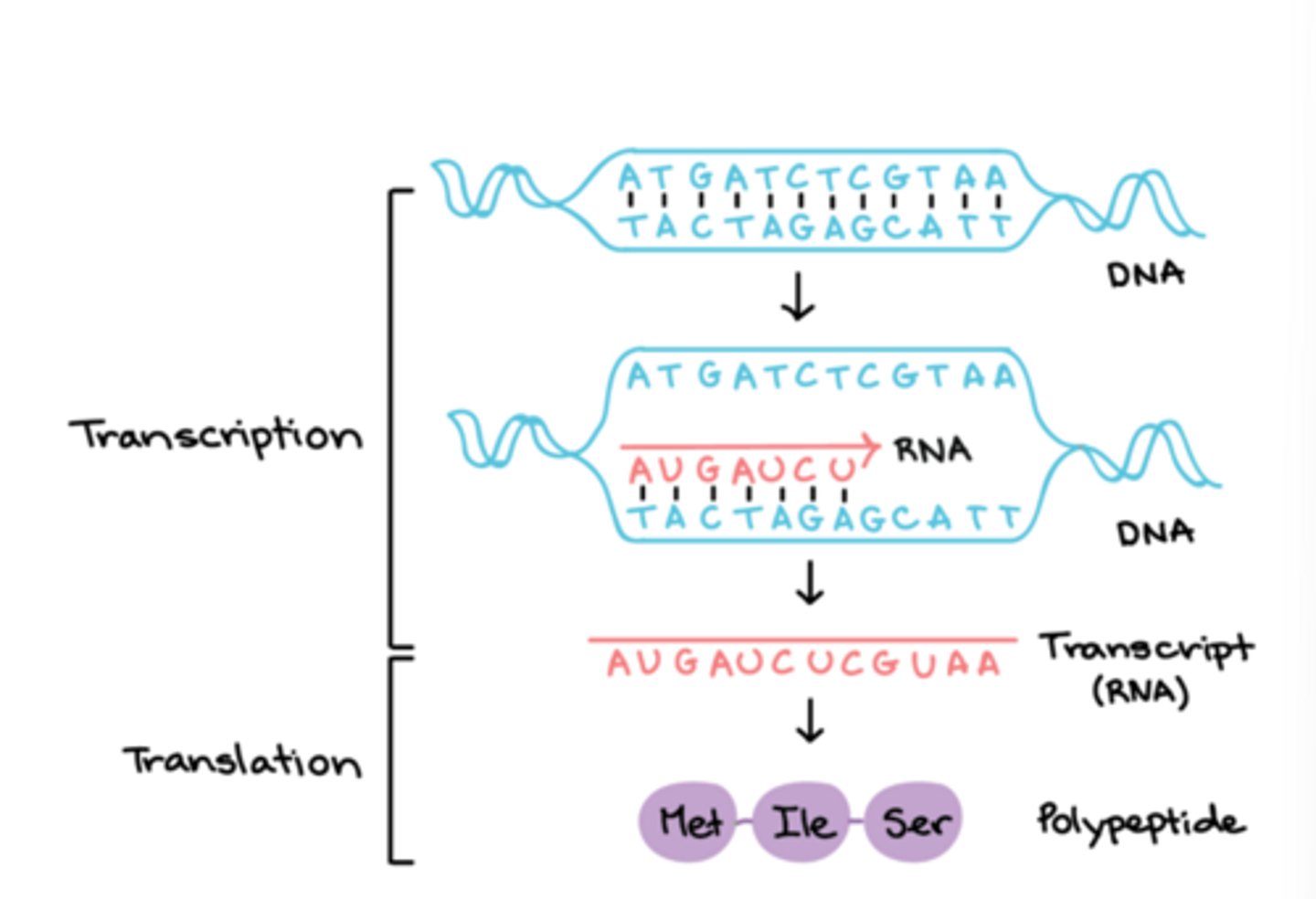 <p>An enzyme that synthesizes RNA using a DNA template (formally described as a DNA-dependent RNA polymerase)</p><p>-Has high processivity</p>