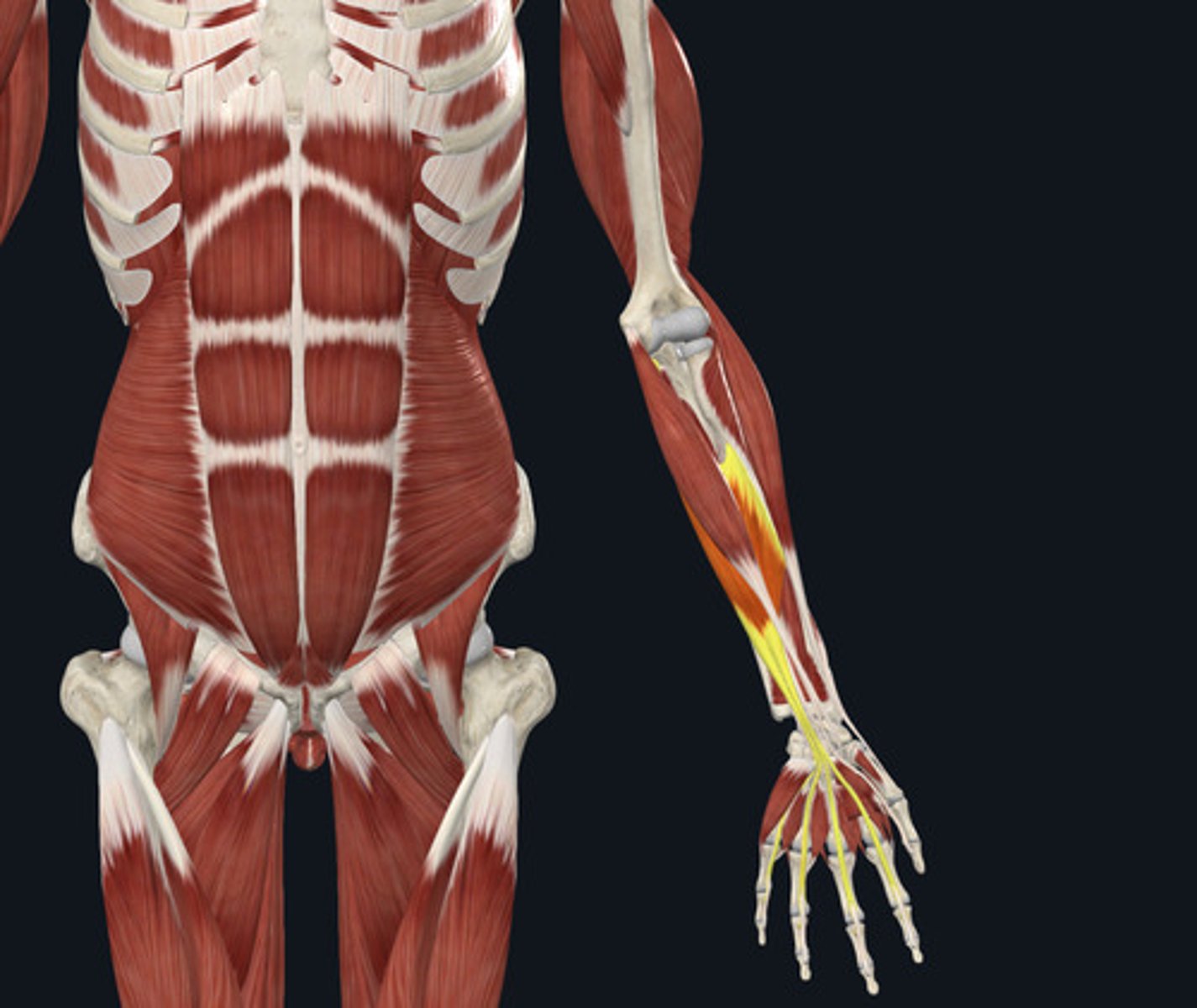 <ul><li><p><u>Origin:</u>&nbsp;Humerus, ulna</p></li><li><p><u>Insertion:</u>&nbsp;Digits, fingers</p></li><li><p><u>Action:</u>&nbsp;<strong>Finger (digit) flexion</strong>, wrist extension</p></li></ul><p></p>