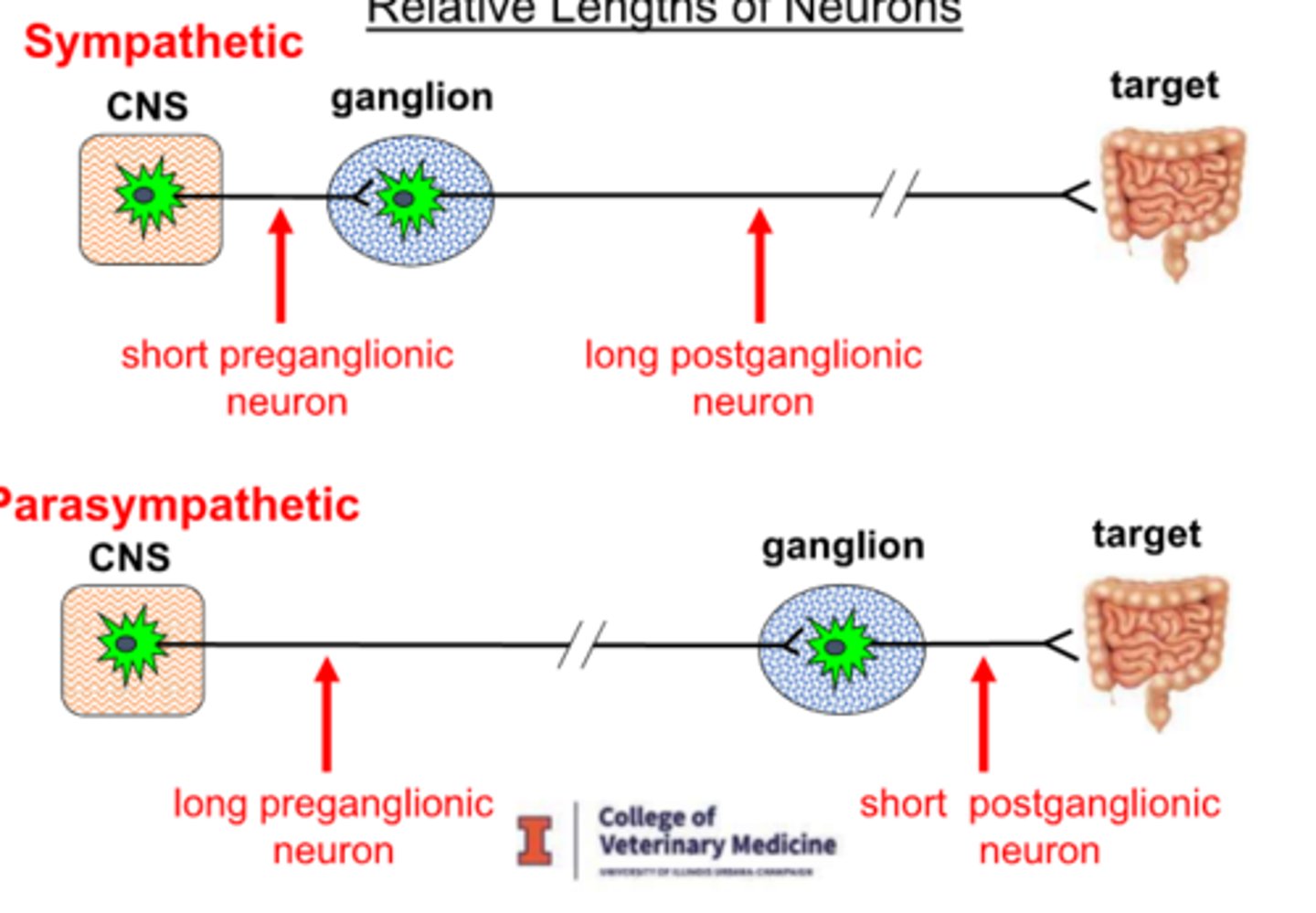 <p>1) Sympathetic contains short preganglionic and long postganglionic fibers</p><p>2) Parasympathetic contains long preganglionic and short postganglionic fibers</p>
