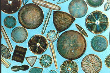 <p>Diatoms</p>