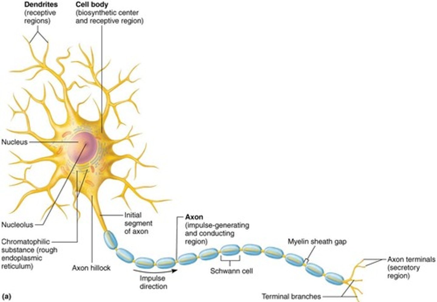 <p>It sends output signals to the next neuron and generates and propagates action potentials.</p>