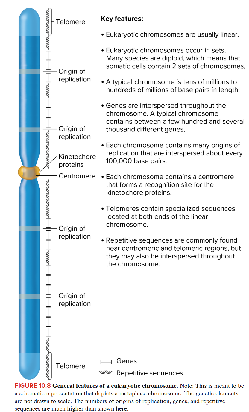 <p>Eukaryotic Chromosomes </p>
