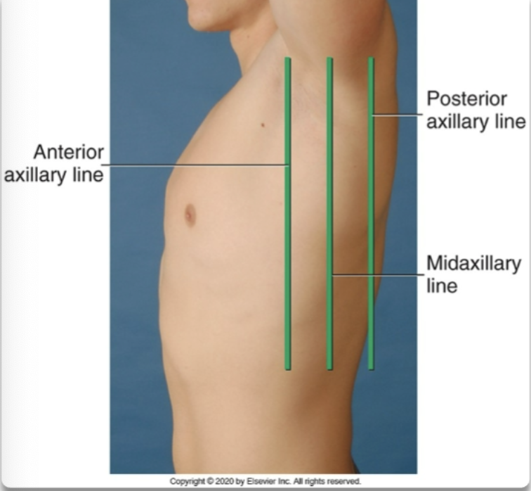 <ol><li><p>anterior axillary line</p></li><li><p>posterior axillary line</p></li><li><p>midaxillary line</p></li></ol><p></p>