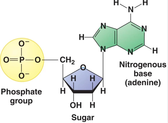 <ul><li><p><span>Assembly instructions for all proteins in living organisms&nbsp;</span></p></li><li><p><span>Includes DNA and RNA&nbsp;</span></p></li><li><p><span>DNA and RNA are polymers that are made up of monomer units, these are called nucleotides</span></p></li><li><p><span>Nucleotides have three parts:&nbsp;</span></p><ul><li><p><span>Nitrogenous base&nbsp;</span></p></li><li><p><span>5-C sugar&nbsp;</span></p></li><li><p><span>Phosphate group (s)</span></p></li></ul></li></ul><p></p>