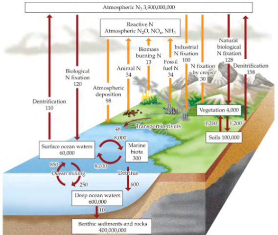 <p>naturally, 99.9% of N is locked in the atmosphere as N2, does not move between compartments</p><p>N2 in atmosphere is very stable, not usable by most organisms</p><p>small amounts of N2 from atmosphere move into biosphere via fixation; occurs on land and in water</p><p>fixation: conversion by certain bacteria and some archaea of N2 into a form usable by plants (many N-fixing bacteria live in plant root nodules (symbiotic), especially of legumes (e.g. soybeans, alfalfa, peanuts, clovers, kudzu)</p><p>largest biologically important N pools are in soil (pedosphere of lithosphere) and near ocean surface (hydrosphere)</p><p>N moved from soil and ocean pools into biosphere (plants and zooplankton). On land, bacteria and fungi decompose dead organisms and nitrogenous waste into NH4, other bacteria can convert that into a form usable by plants</p><p>N moved back from biosphere to lithosphere when plants and animals die or excrete nitrogenous waste</p><p>“denitrifying” bacteria move a little bit of N from soil and ocean surface back to atmosphere</p><p>N is biologically essential, although little occurs in terrestrial and ocean surfaces</p><p>only a little bit moves between terrestrial and aquatic regions via rivers, but essential for primary production estuaries</p>