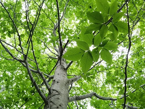 <p>American Beech </p>