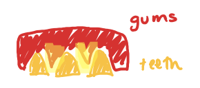 Triangles of the gums between teeth