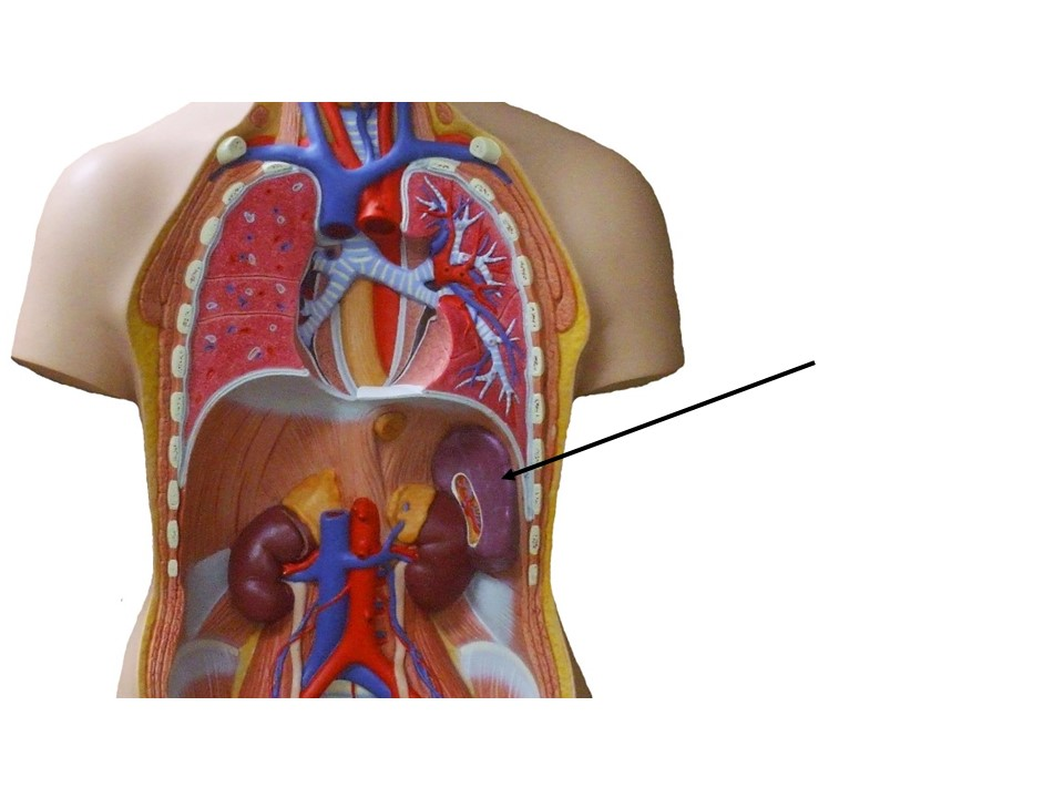 <p>Identify the specific cavity in which this organ is found.</p>