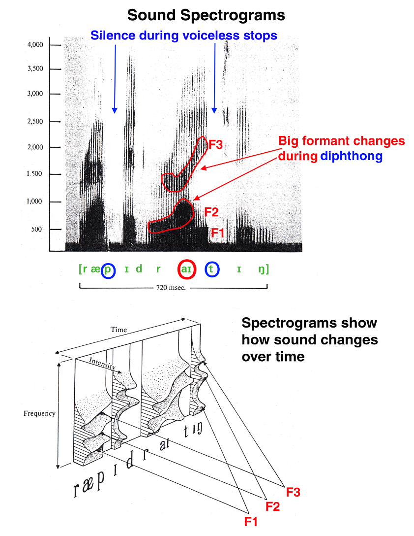 <p>sound spectrograms</p>