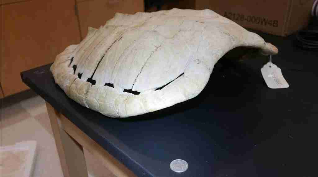 <p>What is the family for this turtle shell?</p>