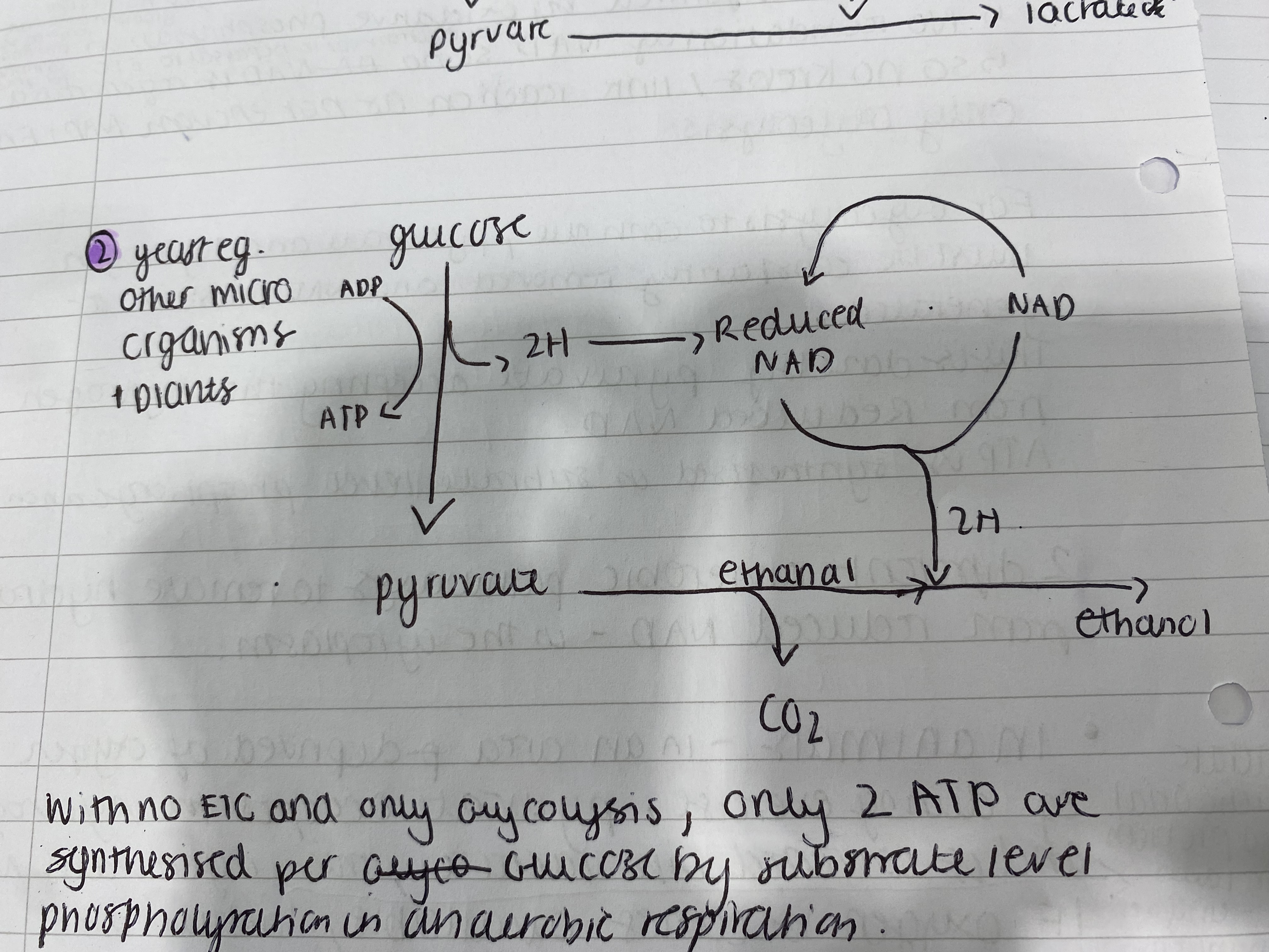 <p>Eg. yeast and plant cells in water logged soil</p><ol><li><p>Glucose is broken down into pyruvate which by substrate-level phosphorylation produces 2 ATP and reduced NAD. then pyruvate is converted into enthanal and CO2. The ethanal accepts the 2 hydrogen to regenerate NAD and produce ethanol which can’t be broken down.</p></li></ol><p></p>