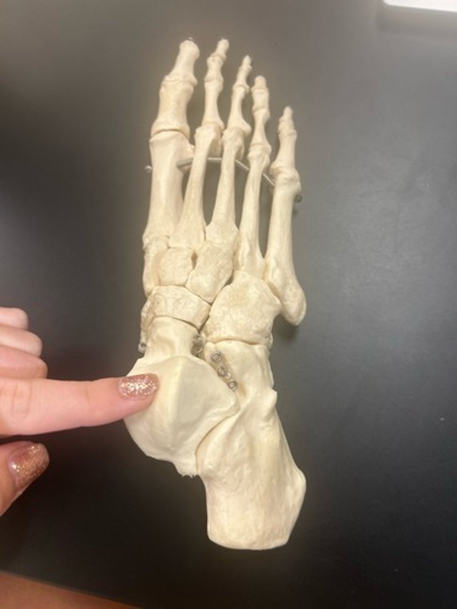 <p>name the bone</p>