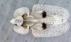 lace bugs