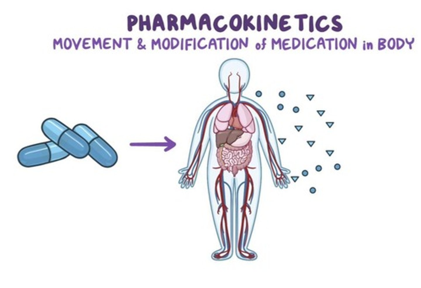 <p>Transfer of medication from site of administration into circulation.</p>