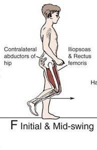 hip flexors concentrically
-iliacus
-sartorius
-gracilis
-adductor longus