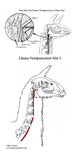 <p>Jugular Venipuncture </p>