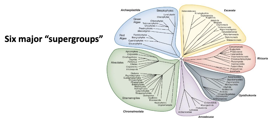 <ul><li><p>Other highly conserved genes can be used to enhance our understanding of eukaryal phylogeny (<strong><em>tubulins</em></strong>, <strong><em>heat-shock proteins</em></strong>).</p></li><li><p>Uncertainty still exists—phylogeny is still in flux.</p></li><li><p>Six major <strong>“supergroups”</strong></p></li></ul><p></p>