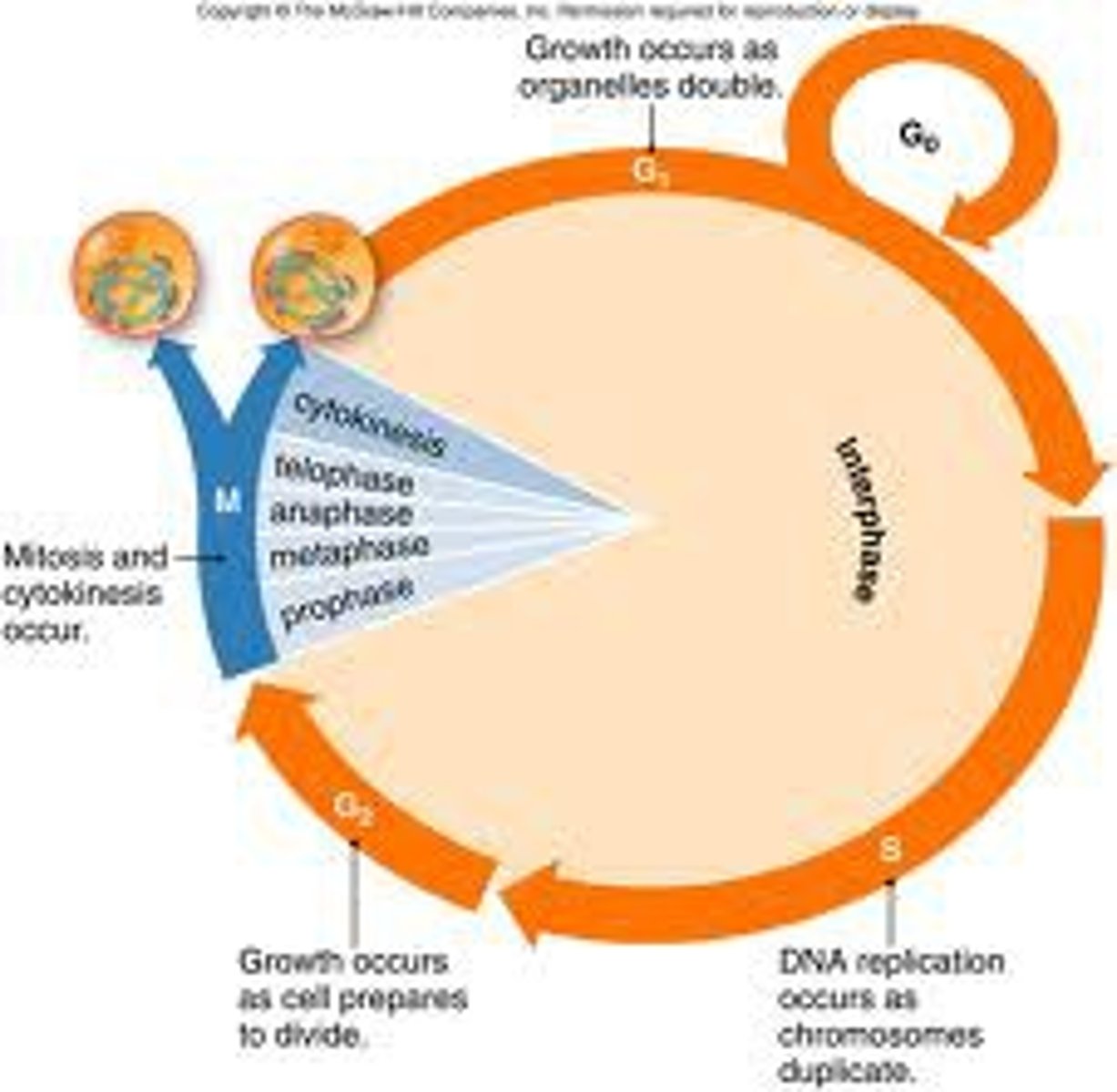 <p>The phase of the cell cycle where the cell prepares for mitosis.</p>