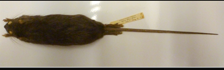 <p>pointed nose; large ears and eyes; longer tail than head and body (don’t have specimen)</p>