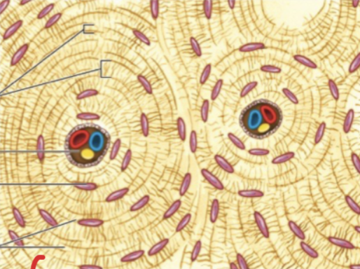 <p>Connective Tissue: What tissue is this and the function?</p>