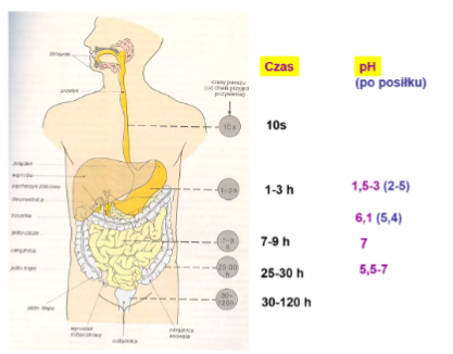 \- jama ustna: pH 5,8-7,4

\- żołądek: pH 1,5-3 (po posiłku 2-5) -> czas pasażu 1-3 h

\- dwunastnica: pH 6,1 (po posiłku 5,4)

\- jelito cienkie: pH 7 -> czas pasażu 7-9 h

\- jelito grube: pH 5,5-7 -> czas pasażu 25-30 h
