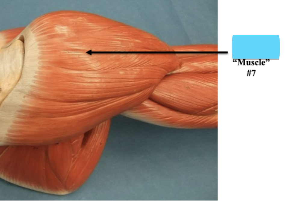 <p>Label muscle #7</p>