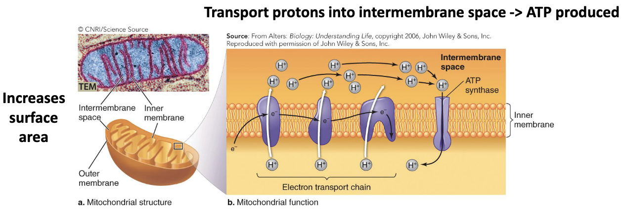 <ul><li><p>Cell metabolism</p><ul><li><p>These organelles use <strong><em>electron transport chains </em></strong>to produce ATP (<strong><em>chemiosmosis). </em></strong></p></li><li><p><strong><em>Mitochondria </em></strong>participate in <strong><em>later stages </em></strong>of cellular respiration.</p></li></ul></li></ul><p></p>