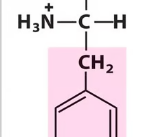 <p>What Amino Acid is This?</p>