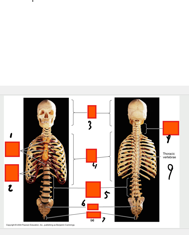 <p>thoracic vertebrae </p>