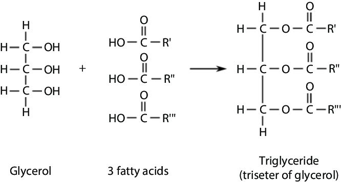 <p>(H2O released due to condensation) Triglyceride and 3H2O</p>
