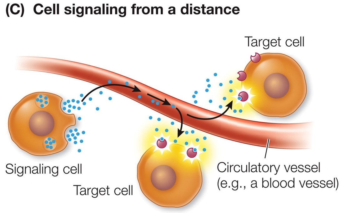<p>hormones are transported long distances</p>
