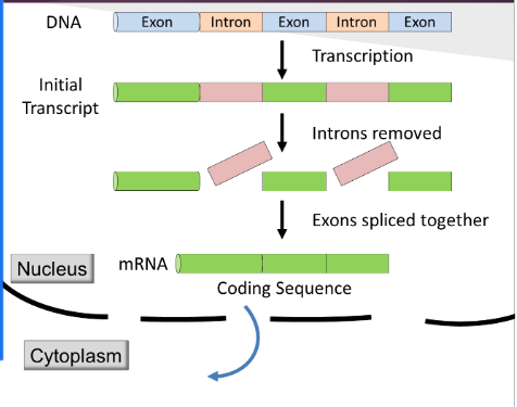 <p>Enzymes will cut out introns, so only exons are transcribed into mRNA and carried out of the cell. </p><p></p>
