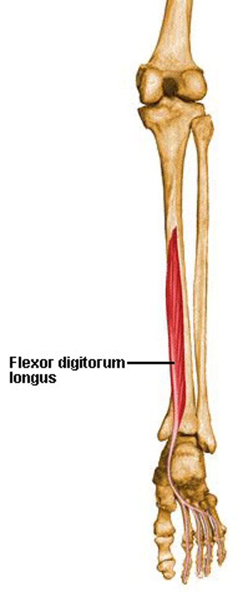 <p>flexes toes, plantar flexes and inverts foot</p>
