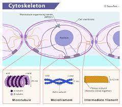 <p>Organelles giving cells their shape and structure</p>