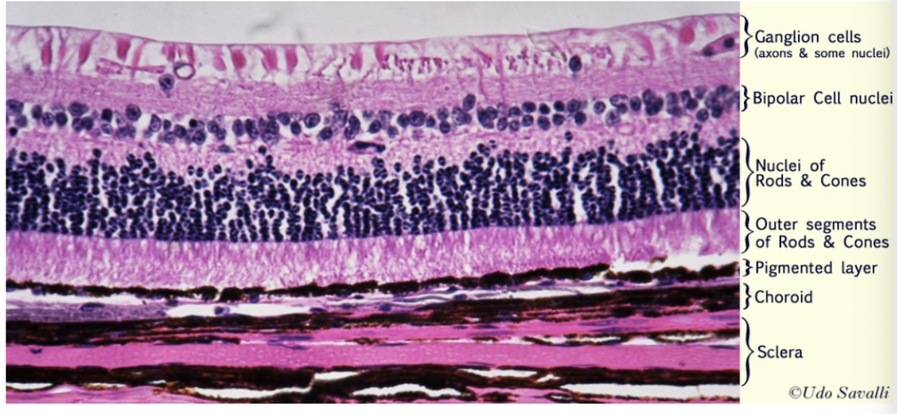 <ul><li><p>ganglion cells (first thing light hits)</p></li><li><p>bipolar cells</p></li><li><p>nuclei of rods/cones</p></li><li><p>outer segments of rods/cones</p></li><li><p>pigmented layer</p></li><li><p>choroid</p></li><li><p>sclera (innermost)</p></li></ul><p></p>