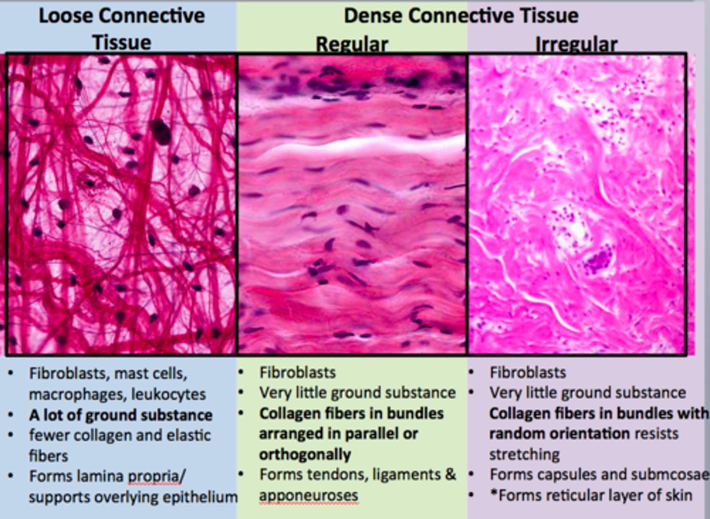 <p>Areolar, reticular, elastic, adipose, dense regular, dense irregular, blood, hyaline cartilage, elastic cartilage, fibrocartilage, bone</p>