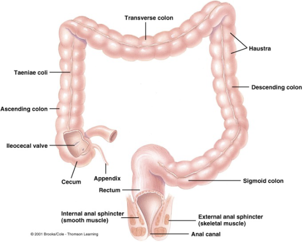 <p><span style="color: rgb(255, 255, 255);"><span>primarily for drying and storage, includes</span></span></p><ul><li><p><span style="color: rgb(255, 255, 255);"><span>Cecum → blind-ended pouch below ileocecal valve</span></span></p></li><li><p><span style="color: rgb(255, 255, 255);"><span>Appendix → finger-like projection of lymphoid tissue</span></span></p></li><li><p><span style="color: rgb(255, 255, 255);"><span>Colon → ascending, transverse, descending, &amp; sigmoid</span></span></p></li><li><p><span style="color: rgb(255, 255, 255);"><span>Rectum → “straight”, connected to anal canal</span></span></p></li></ul><p></p>