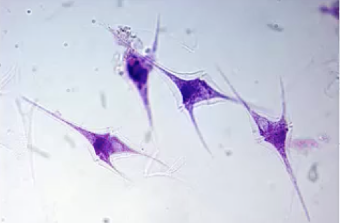 <p>The genus name of these organisms is ____.</p>