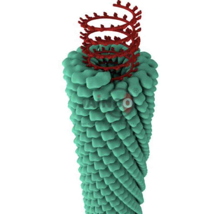<p>The capsid proteins wind around the nucleic acid, forming a long tube or rodlike structure. Usually helical animal viruses are enveloped. Rabies and ebola are examples of helical viruses</p>