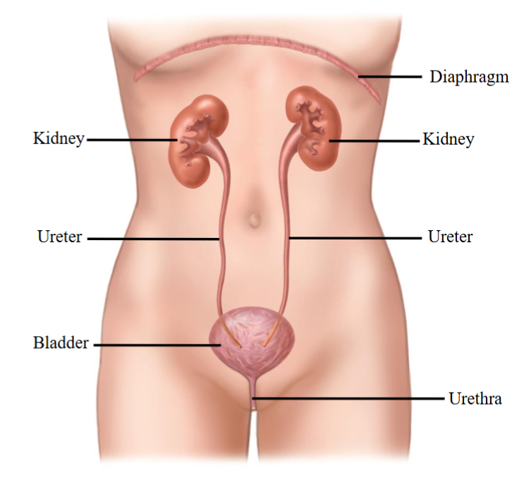 <ul><li><p>Storage organ or sac. </p></li><li><p>Innervated by the ANS. </p></li><li><p>Voiding of the bladder is controlled by SNS/PSNS. </p></li><li><p>Bladder empties out of the body through the urethra.</p></li></ul><p></p>