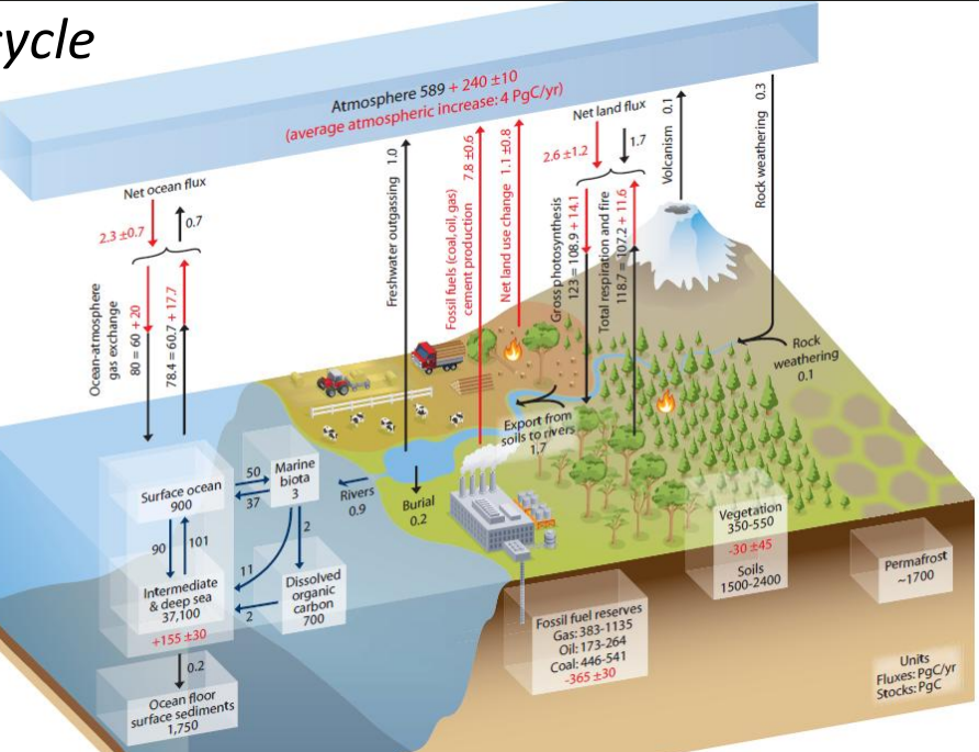 <p>Describe the key components of the global carbon cycle, the relative size of the fluxes and pools, and identify areas of human influence</p><p></p><p><em>Understand how the sun’s energy drives atmospheric and oceanic circulation.</em></p>